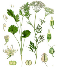 Illustration einer Anis-Pflanze